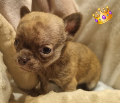 Les chiots de Chihuahua