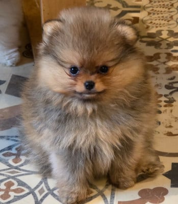 Les chiots de Spitz allemand