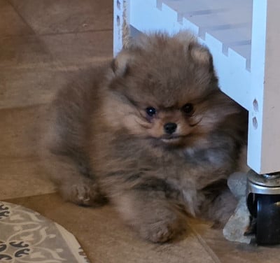 Les chiots de Spitz allemand