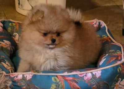 Les chiots de Spitz allemand