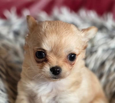 Les chiots de Chihuahua