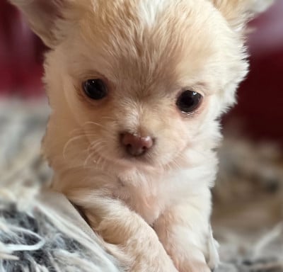 Les chiots de Chihuahua