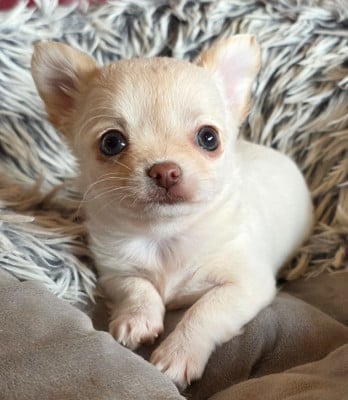 Les chiots de Chihuahua