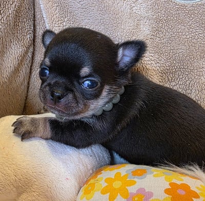 Les chiots de Chihuahua