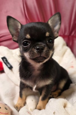 Les chiots de Chihuahua