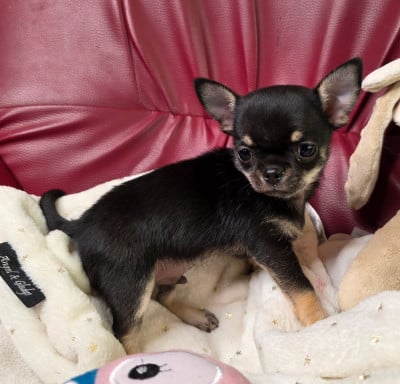 Les chiots de Chihuahua
