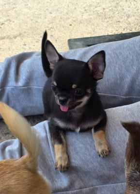 Les chiots de Chihuahua