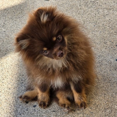 Les chiots de Spitz allemand