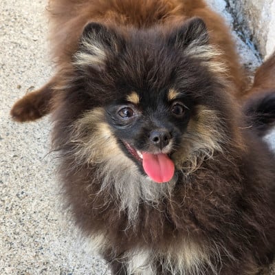 Les chiots de Spitz allemand