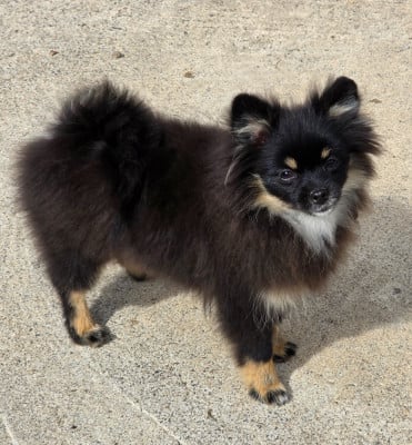 Les chiots de Spitz allemand