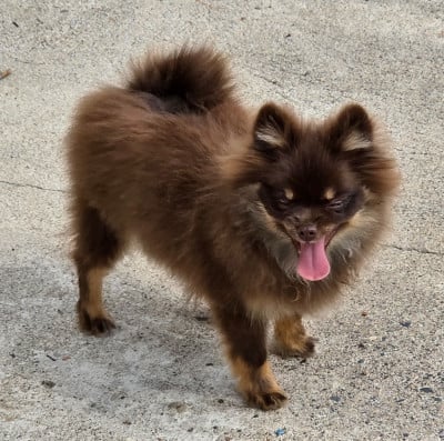 Les chiots de Spitz allemand