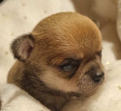 Les chiots de Chihuahua