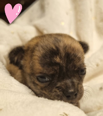 Les chiots de Chihuahua