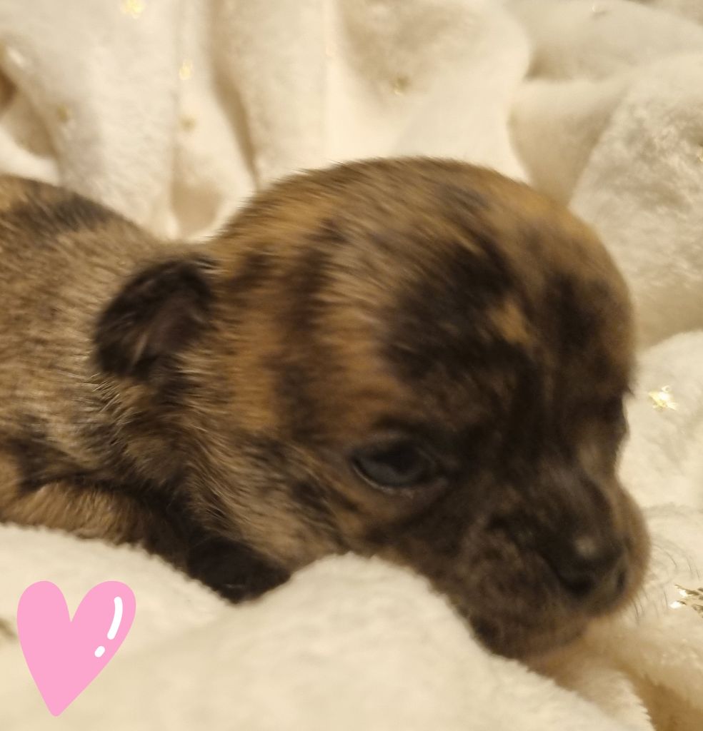 ARABESQUE (Le nom pourra etre changé)