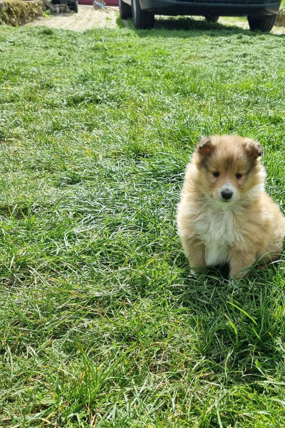 BOUDECHOU - Shetland Sheepdog