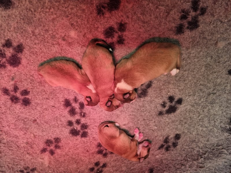 Shetland Sheepdog - De la vallée des noyeres