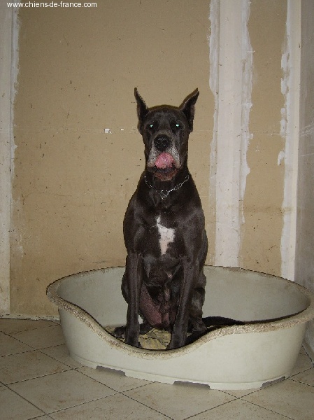 Surbunnae magnae D'edragal