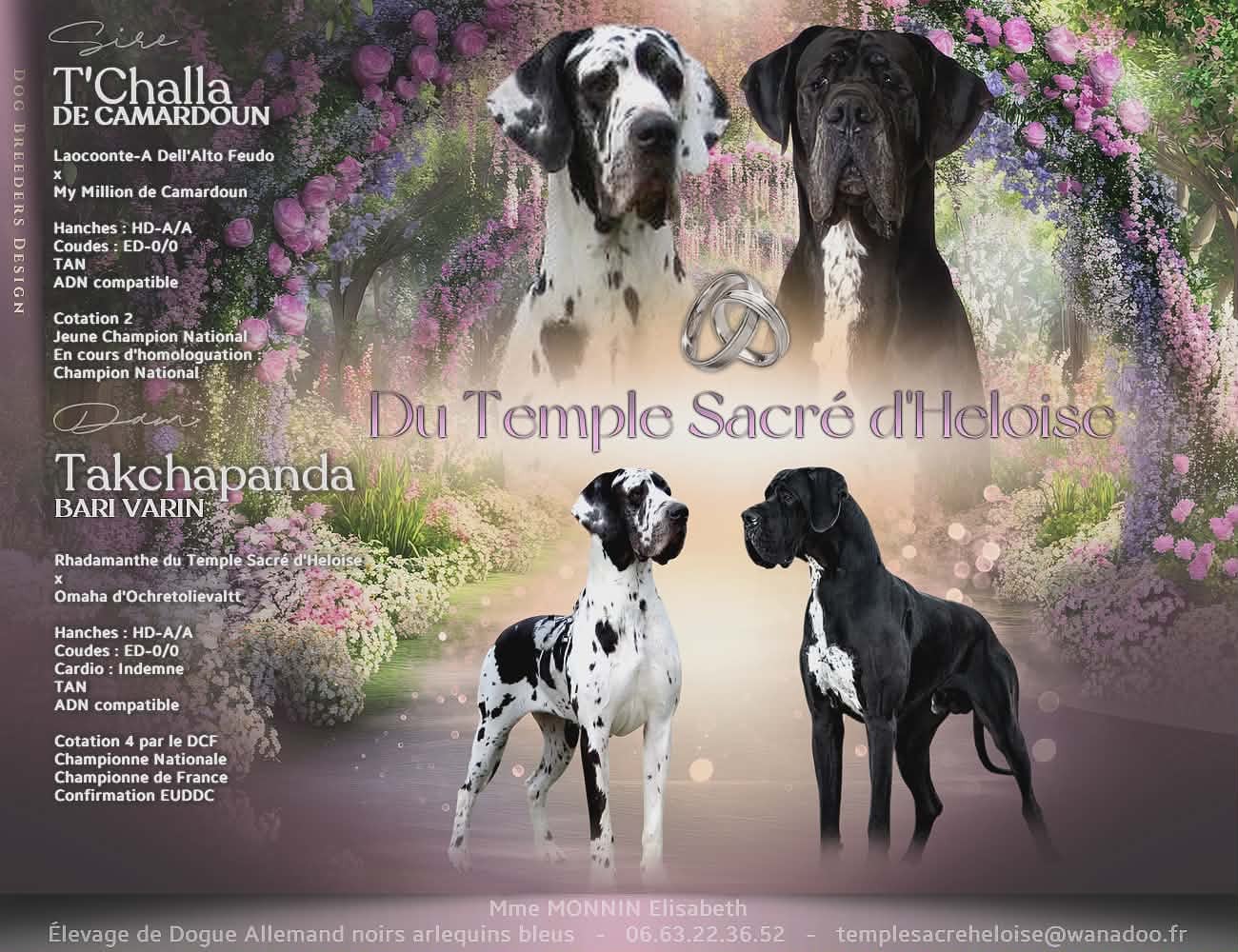 Dogue allemand - du Temple Sacré d'héloïse