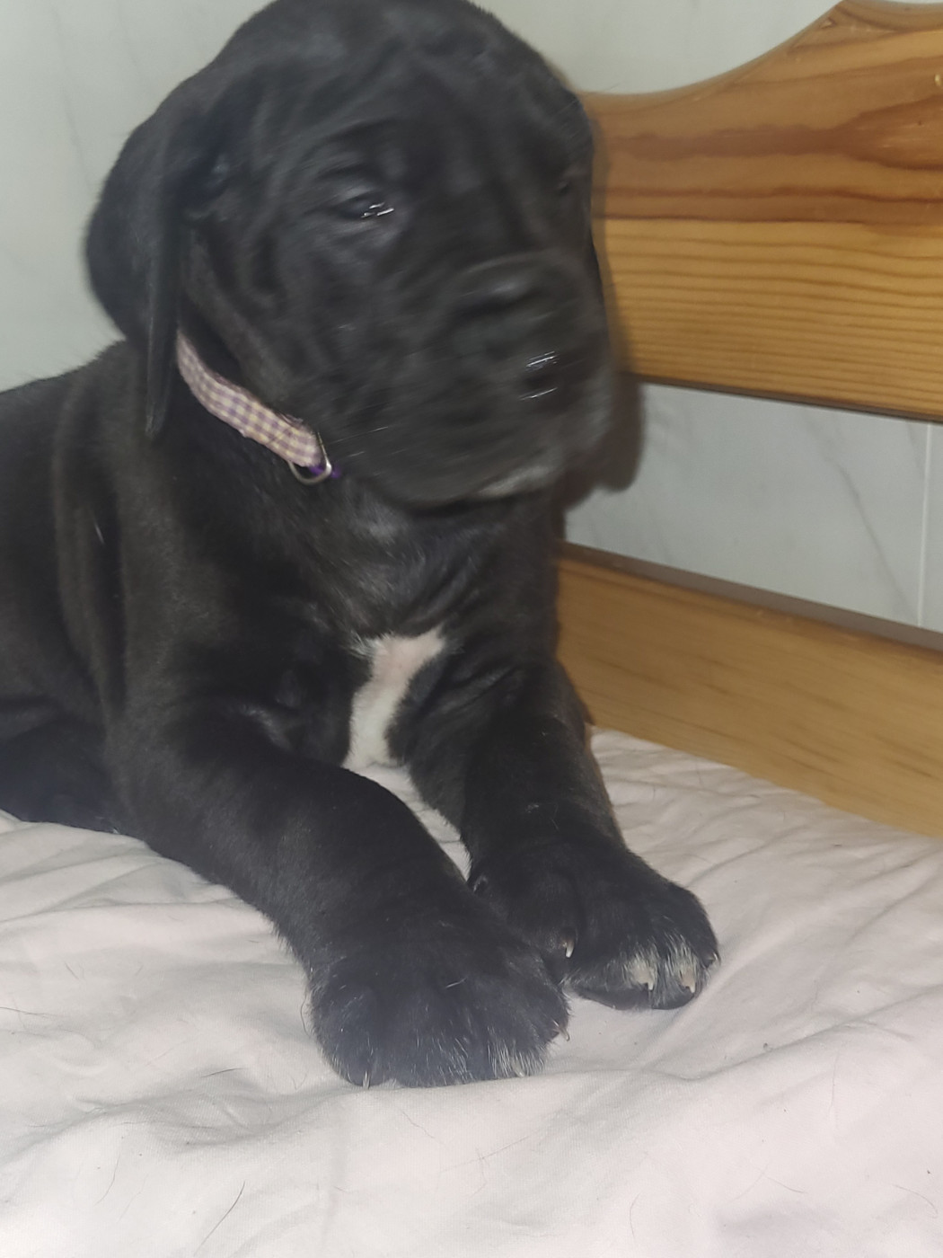 Chiot N°5 - Dogue allemand