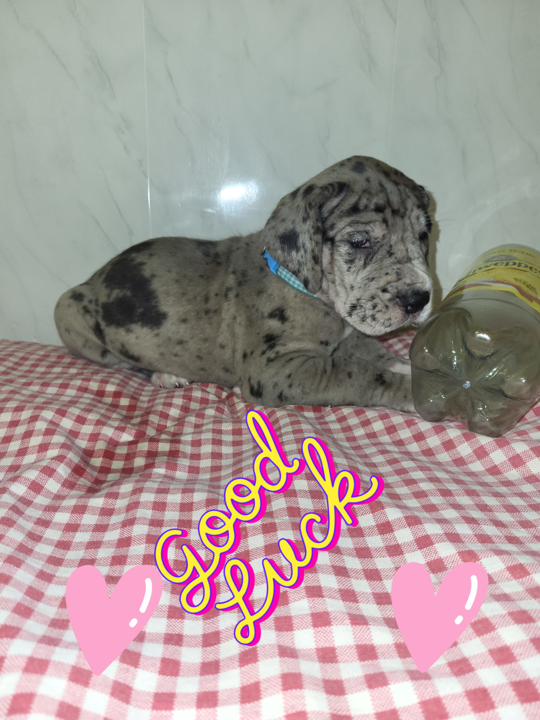 Chiot N°6 BITARD dit Bertha