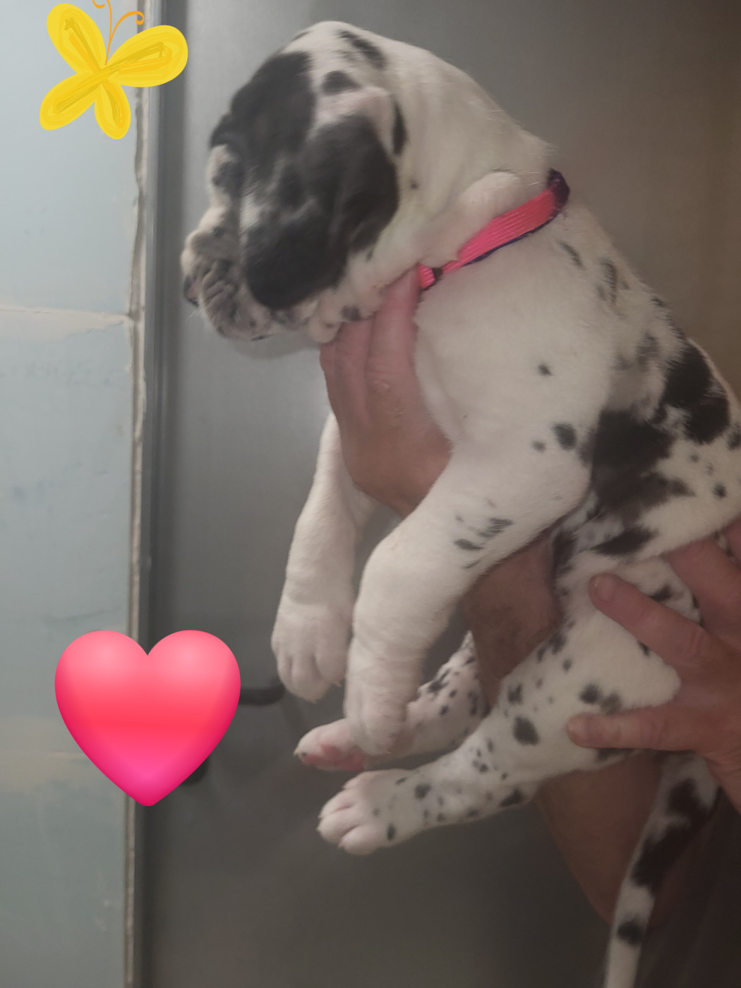 Chiot N°7 - Dogue allemand