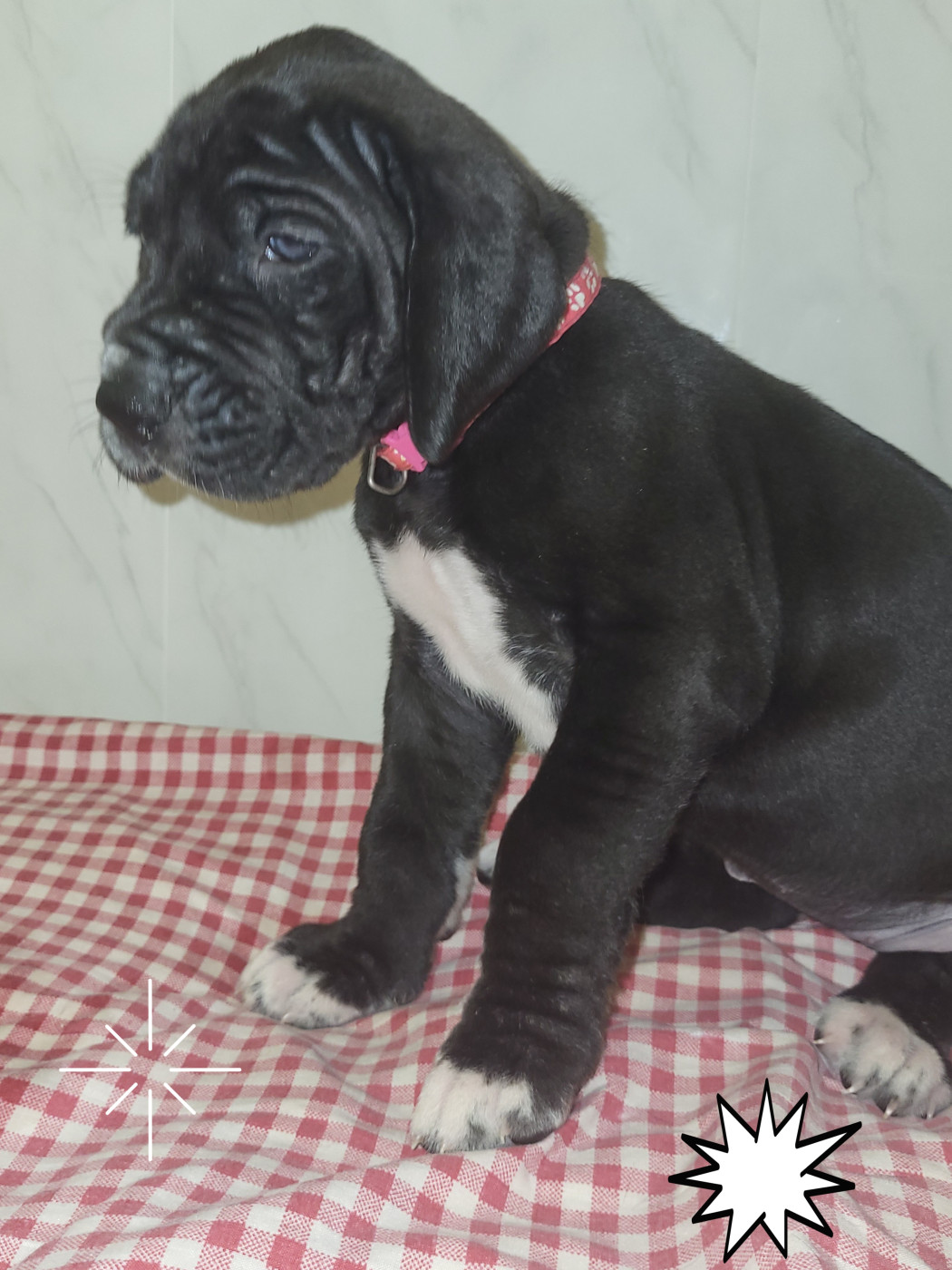 Chiot N°8 - Dogue allemand