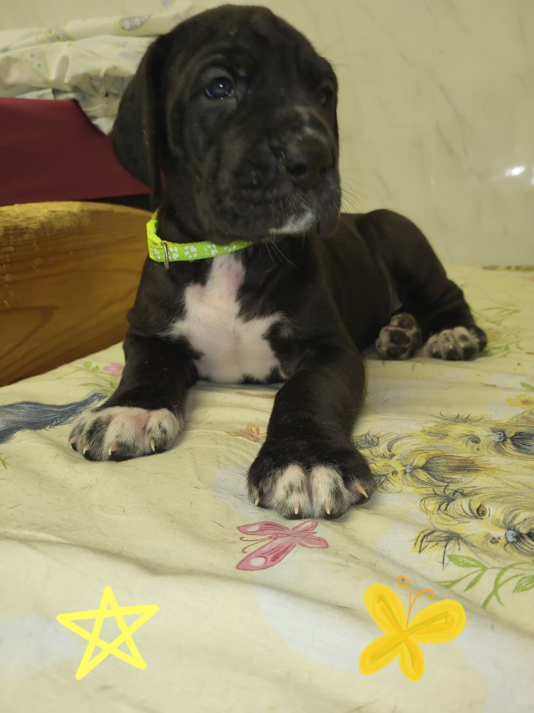 Chiot N°9 - Dogue allemand