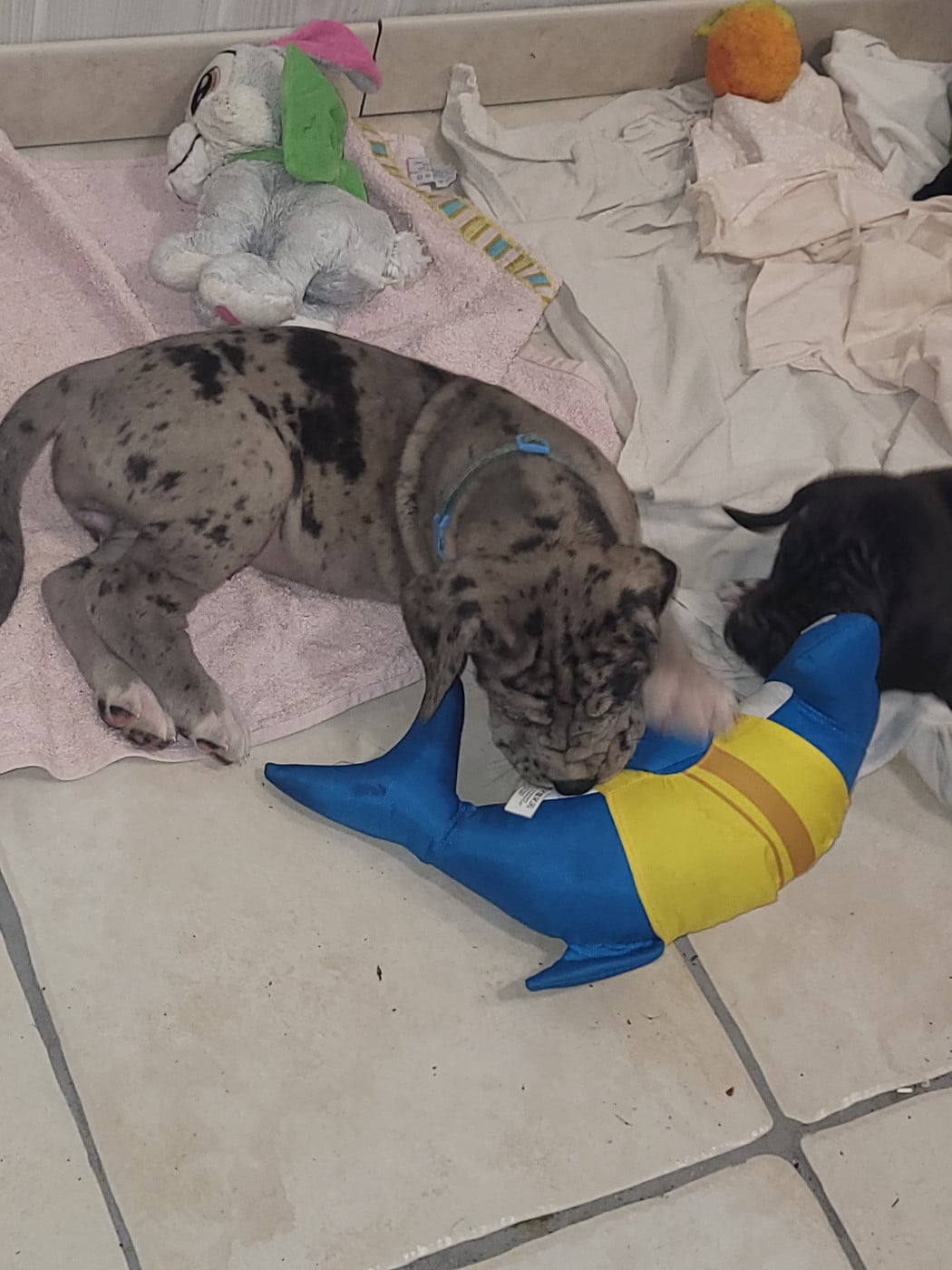 Chiot N°6 BITARD dit Bertha
