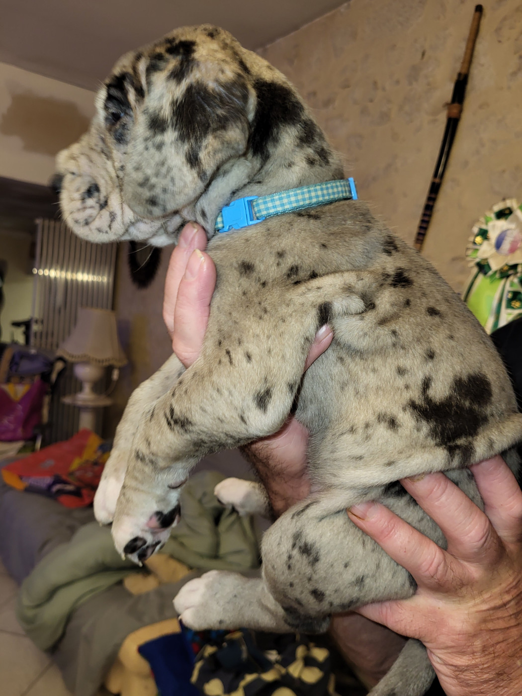 Chiot N°6 BITARD dit Bertha