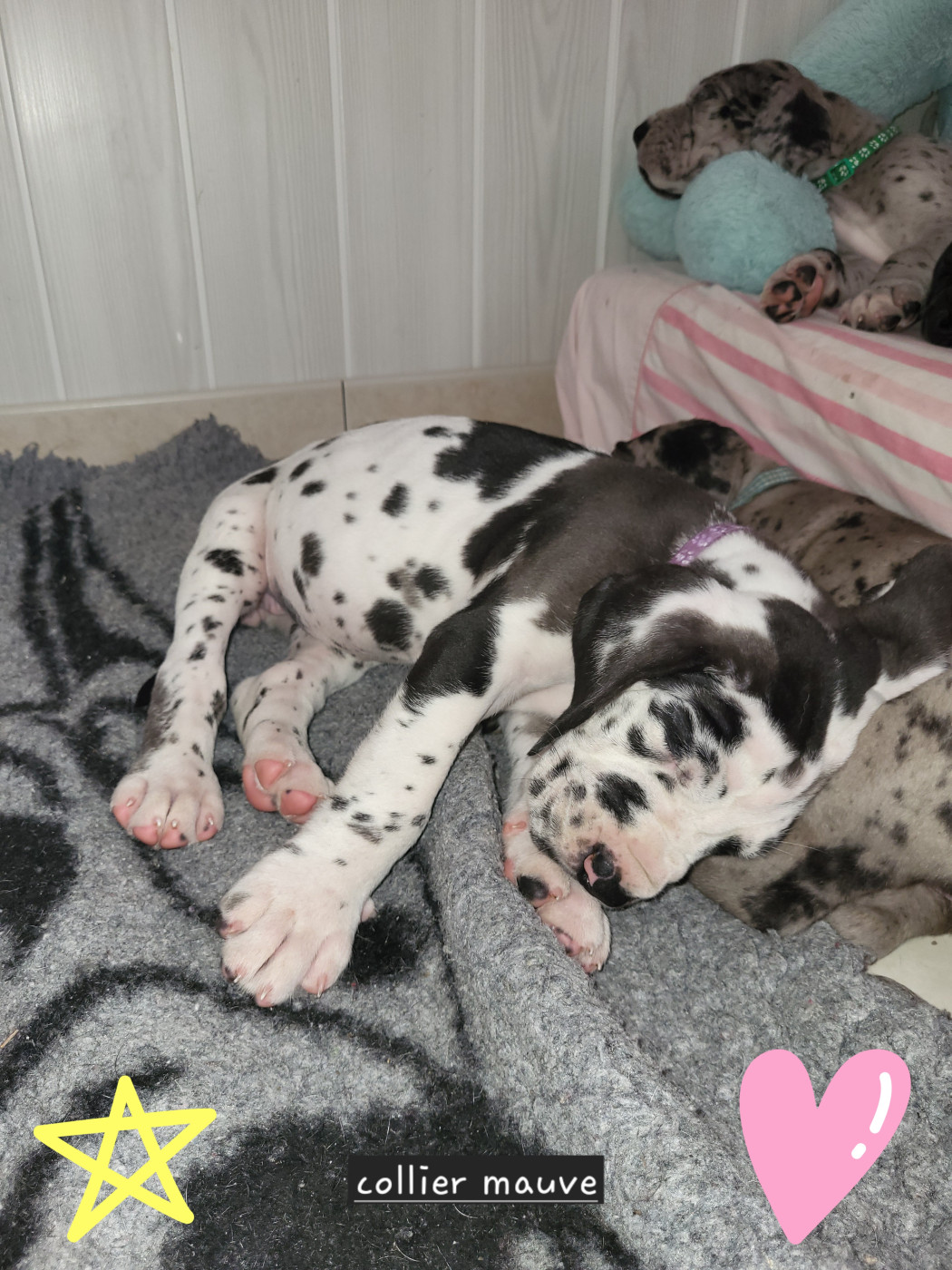 Chiot N°4 BAÏLA