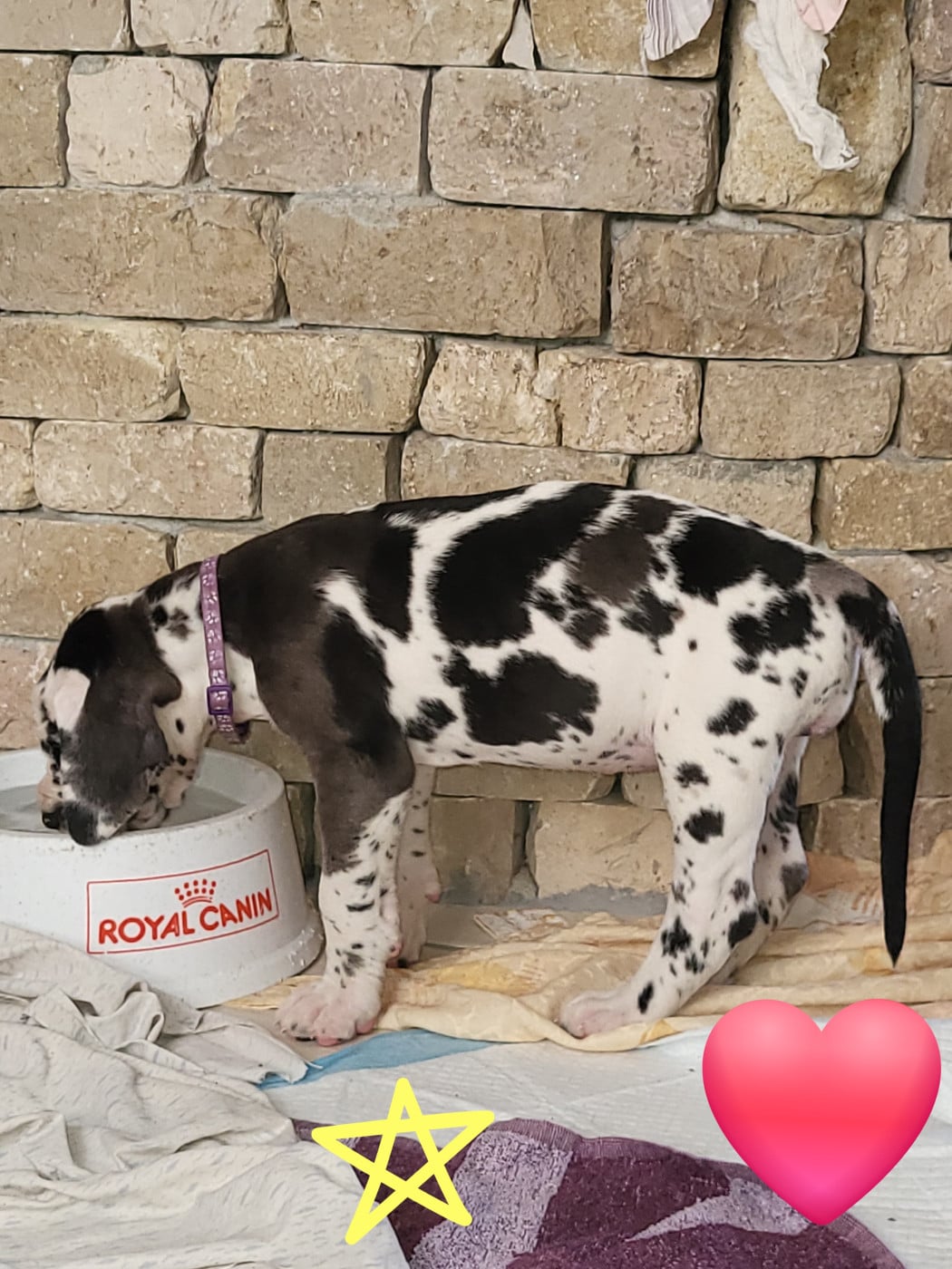 Chiot N°4 BAÏLA