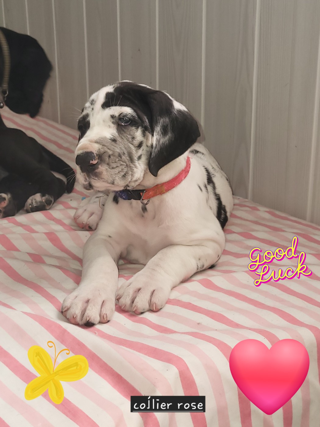 Chiot N°7 Balàha