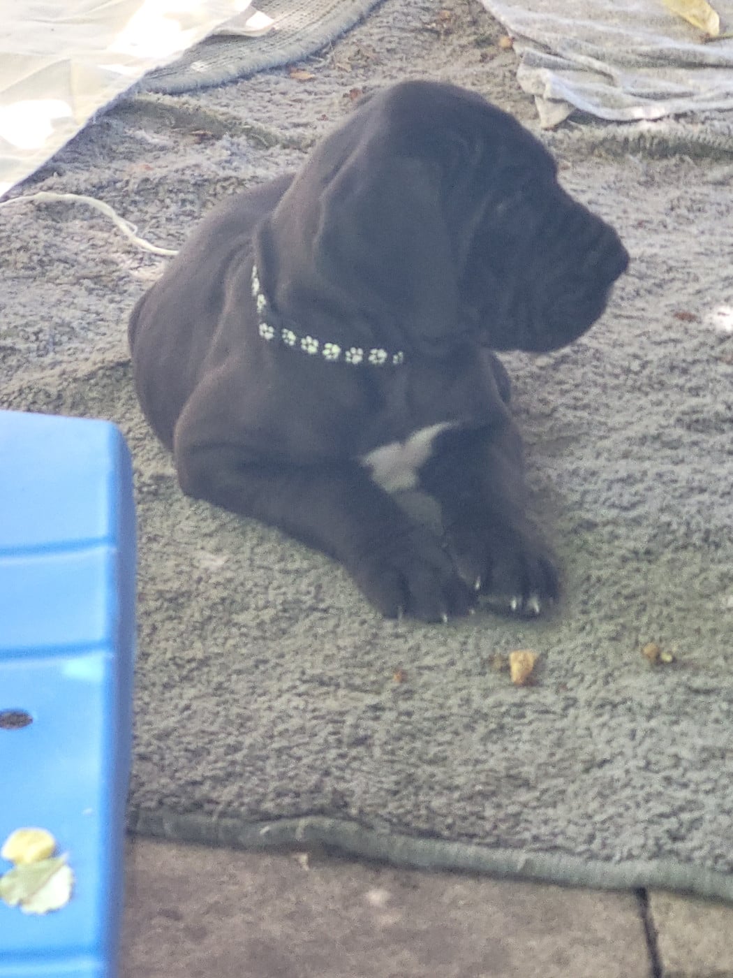 Chiot N°1 BUGGANE