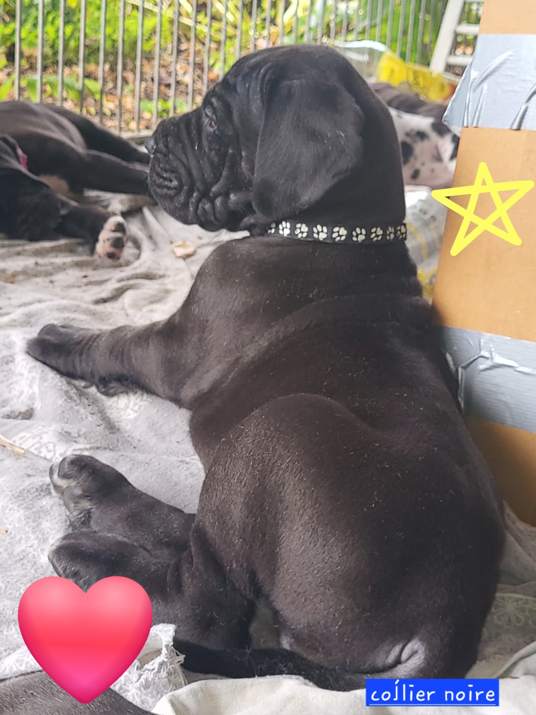 Chiot N°1 BUGGANE