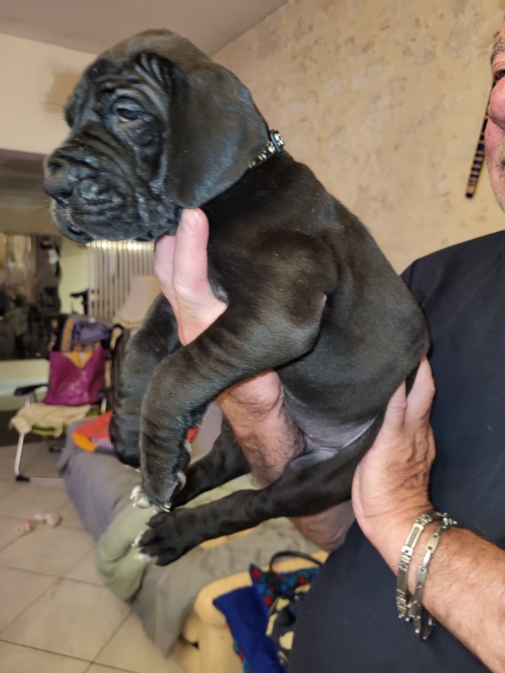 Chiot N°1 BUGGANE
