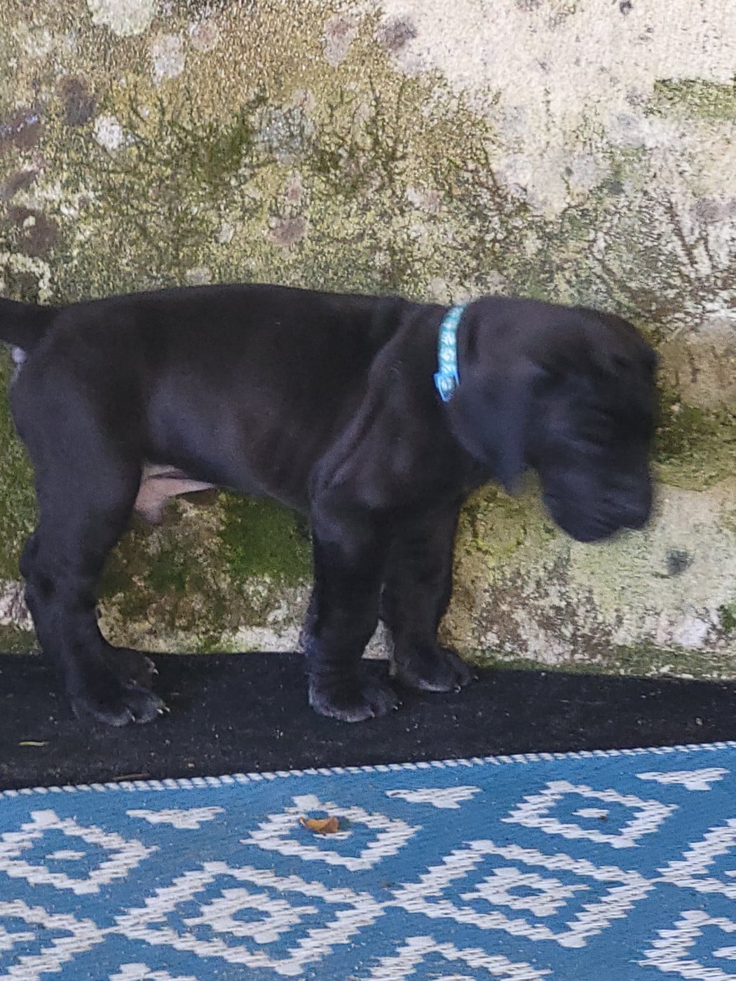 Chiot N°2 BUCENTAURE