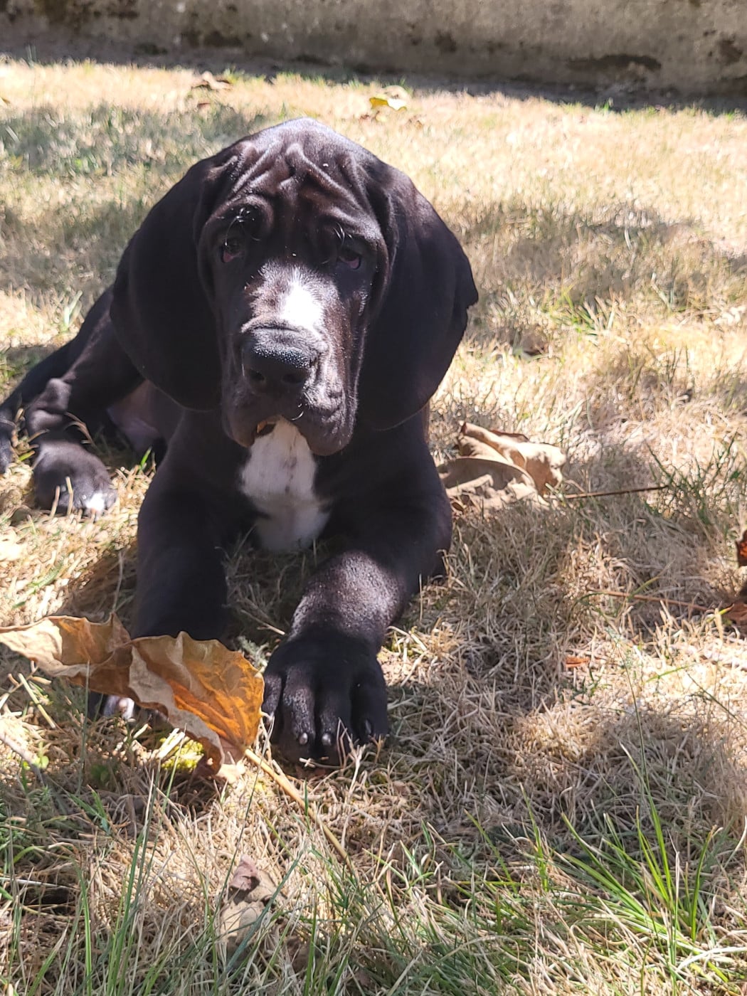 Chiot N°10 Barghest
