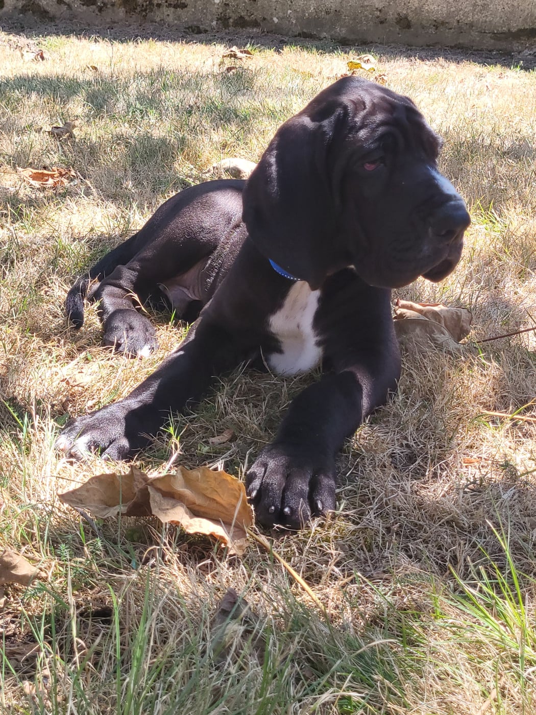 Chiot N°10 Barghest
