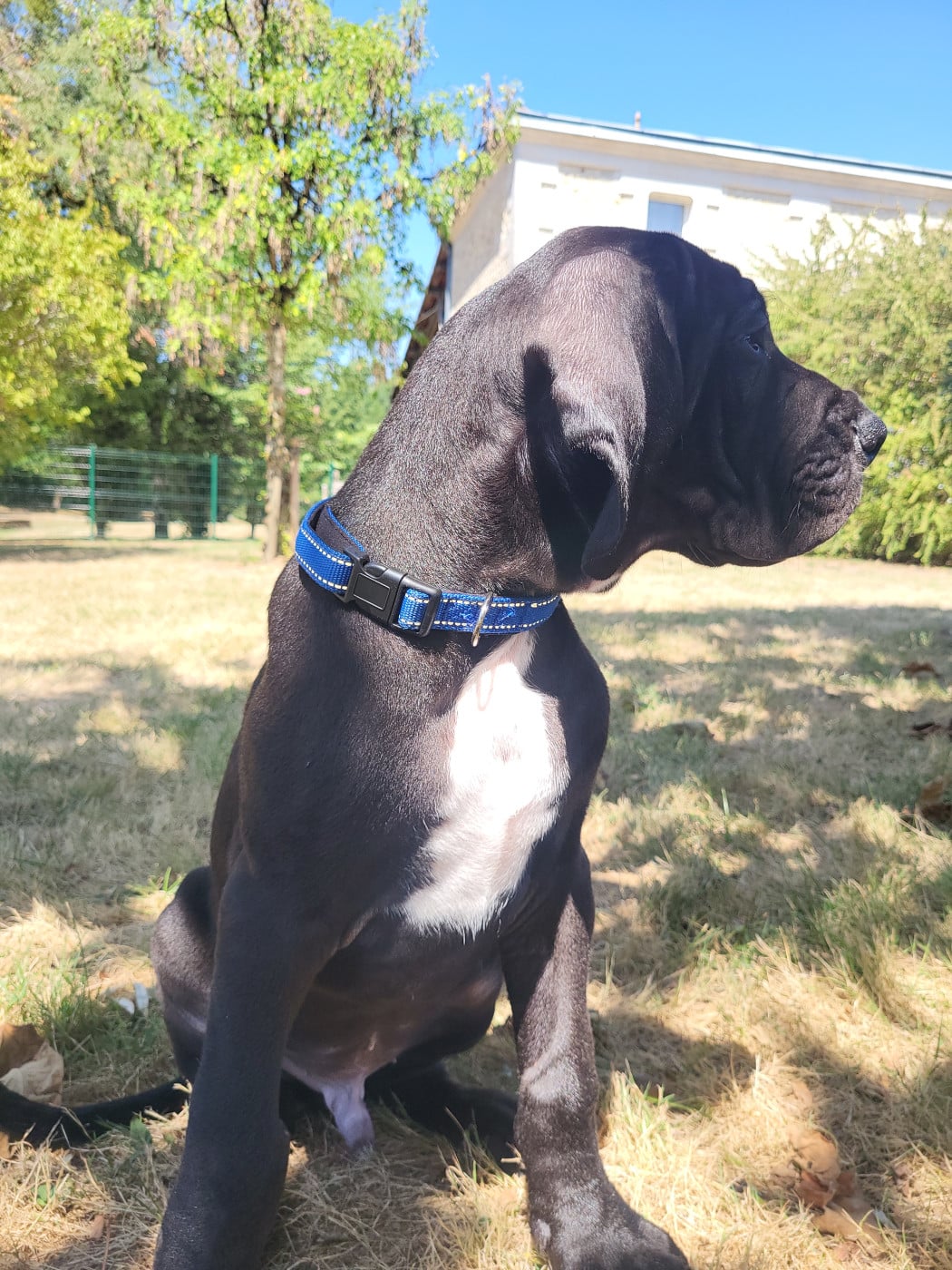 Chiot N°10 Barghest