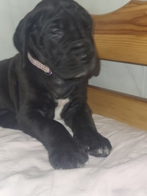 Les chiots de Dogue allemand