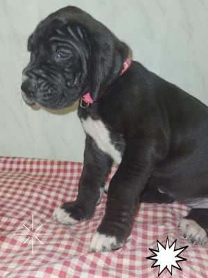 Les chiots de Dogue allemand