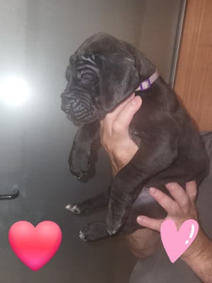 Les chiots de Dogue allemand