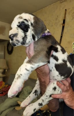 Les chiots de Dogue allemand