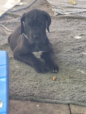 Les chiots de Dogue allemand