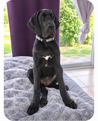 Les chiots de Dogue allemand