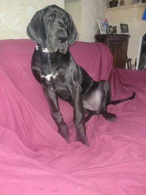Les chiots de Dogue allemand