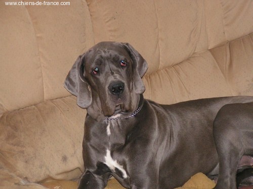 Umble du Temple Sacré d'héloïse - CACIB