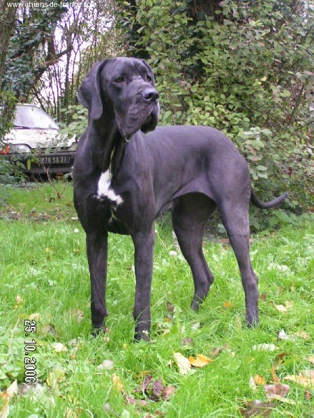 Aïdi dit amazone du Temple Sacré d'héloïse - 1EX CA C CACIB