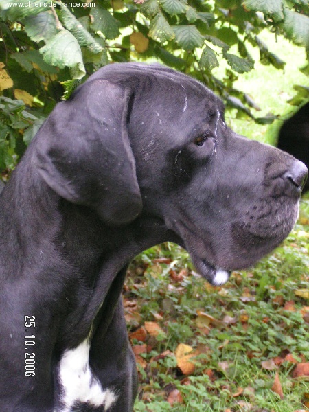 Aïdi dit amazone du Temple Sacré d'héloïse - 1 EXCELLENT CAC