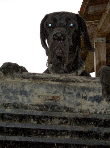 Aïdi dit amazone du Temple Sacré d'héloïse - 1er Excellent